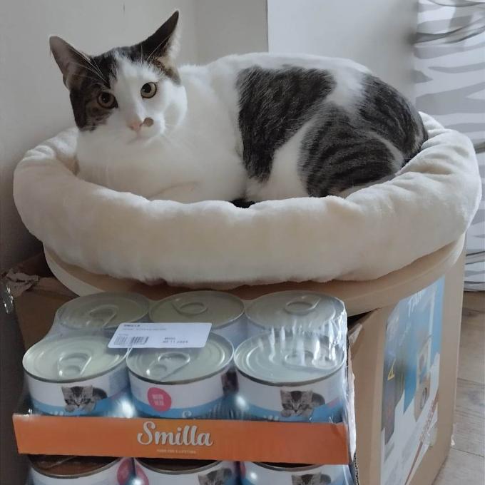 Šmoula