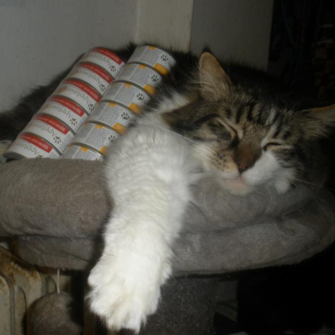 Merlin