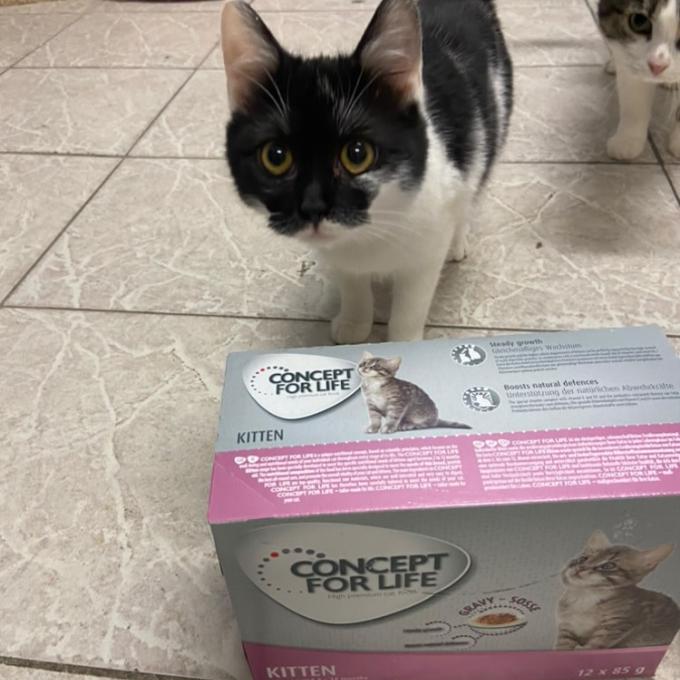 Piper