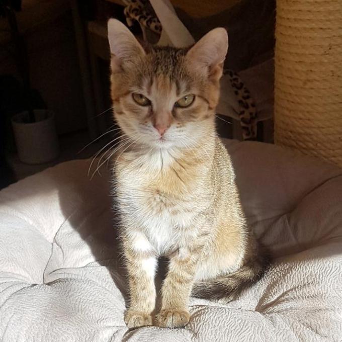 Rinki