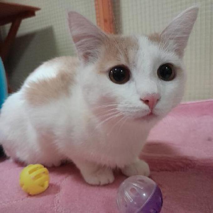 Alvin