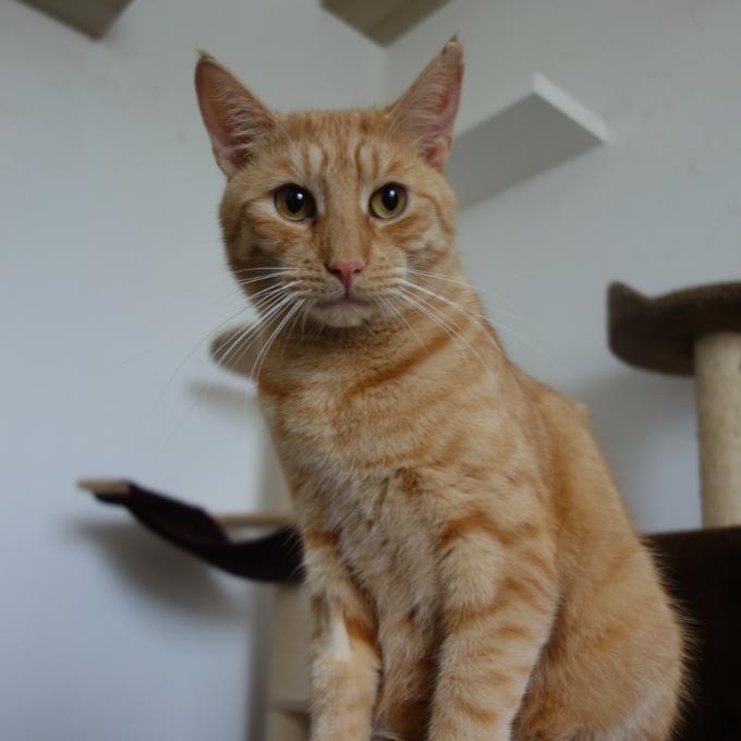Fabián
