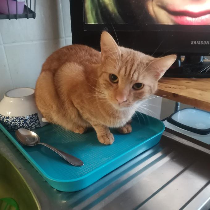 Boris