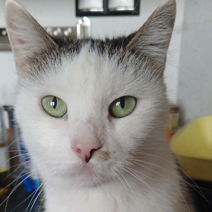 Šíša