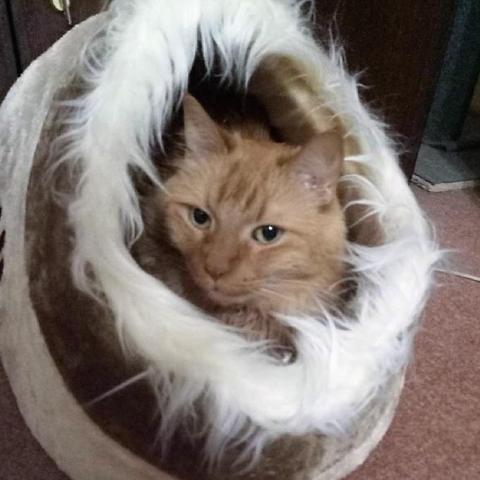 Mochito
