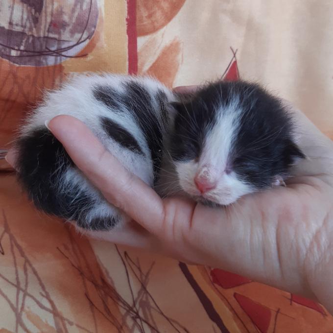 Fergus