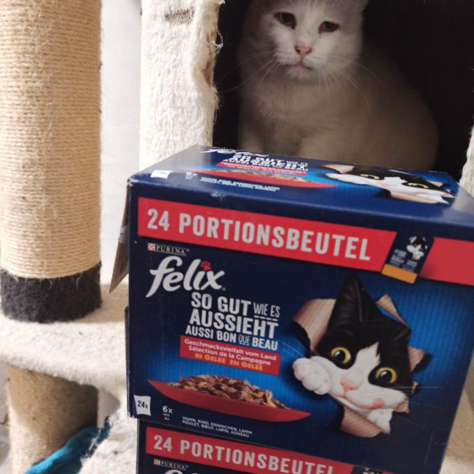 ŠIMI