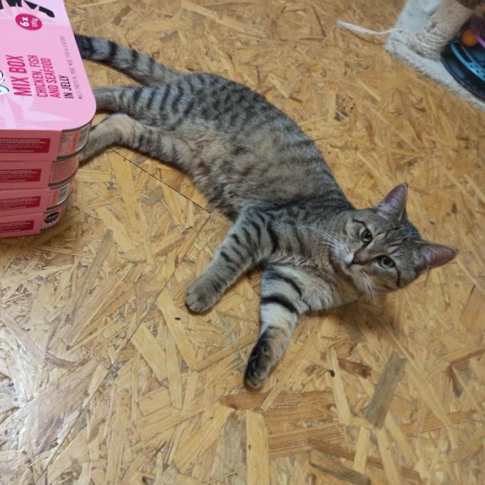 LOKI