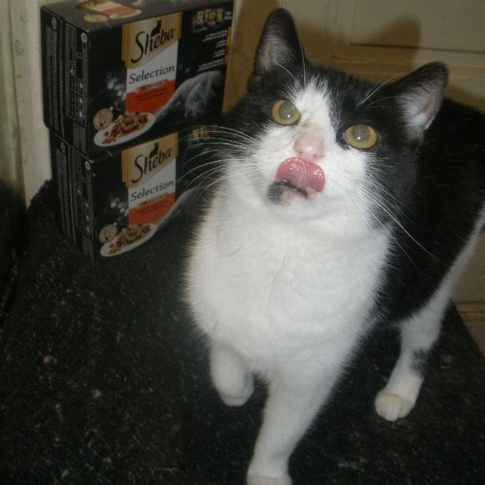 Piletka
