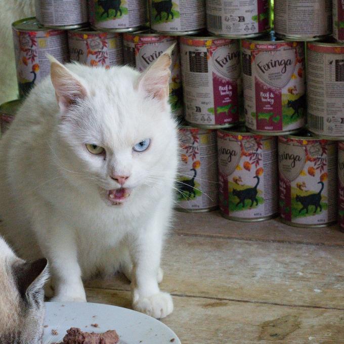 Kain