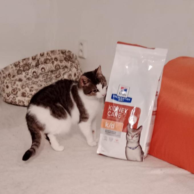 Pampeliška