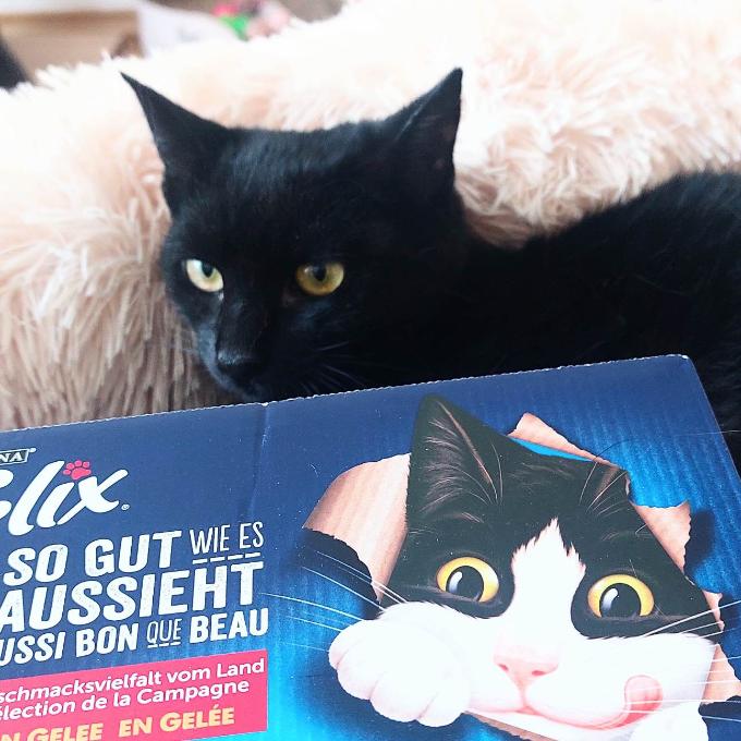 Bára
