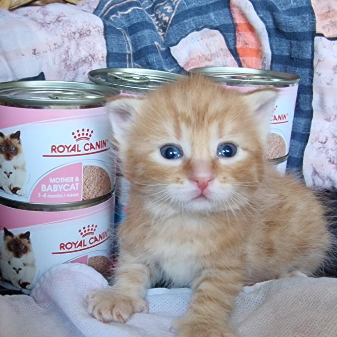 Marvin