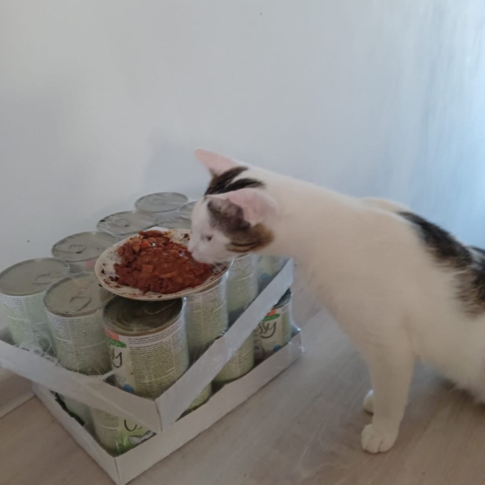 Motejl