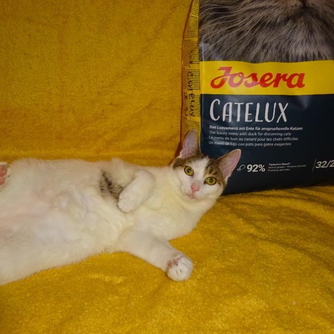 Lionek