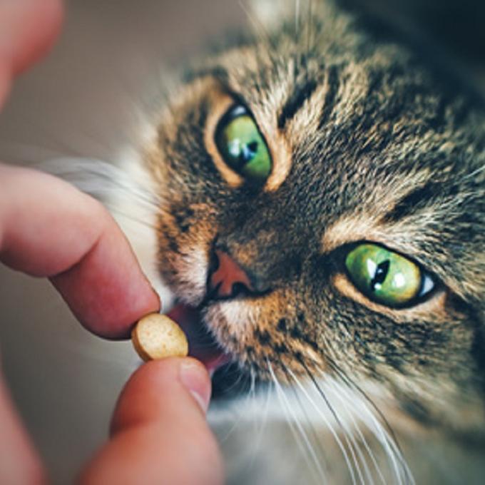 Léky a diety pro kočičí marody Šance pro kočku
