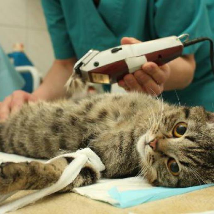 Veterinární péče pro kočičáky