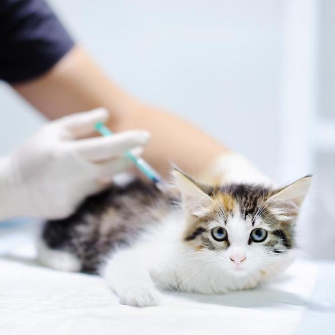 Očkování koťat