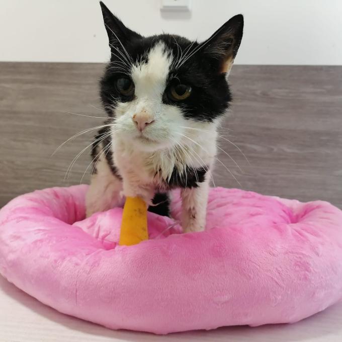 Veterinární péče pro naše chlupáče