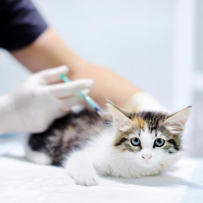 Očkování koťat 