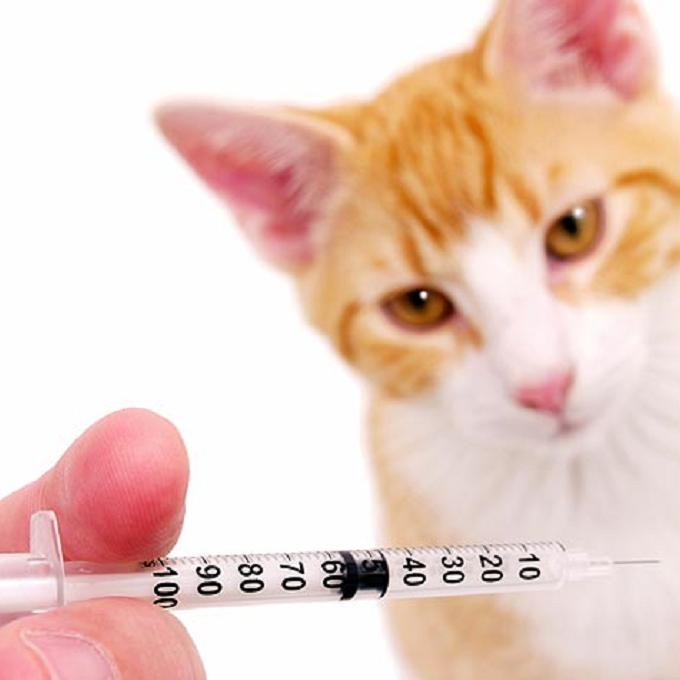 Očkování pro koťata