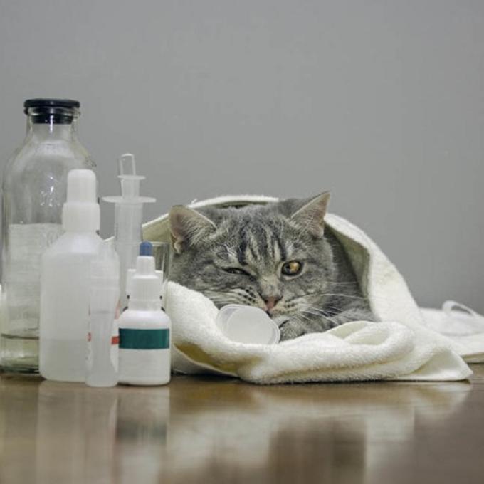 Veterinární péče