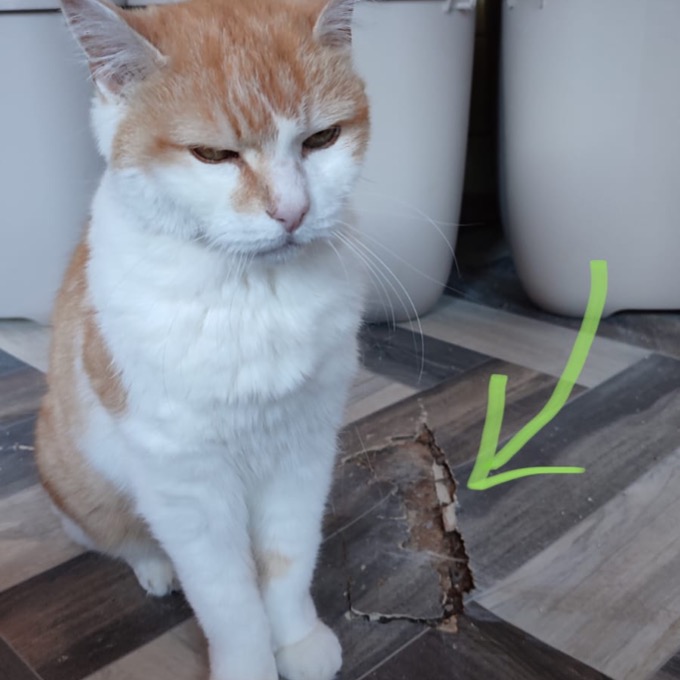 Nové lino pro Fouska