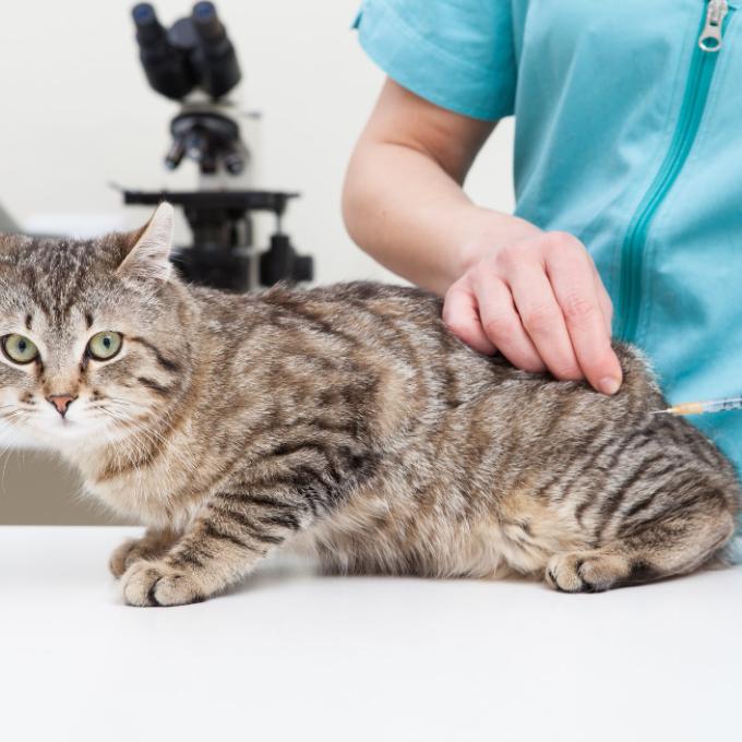 Veterinární péče o naše kočičky