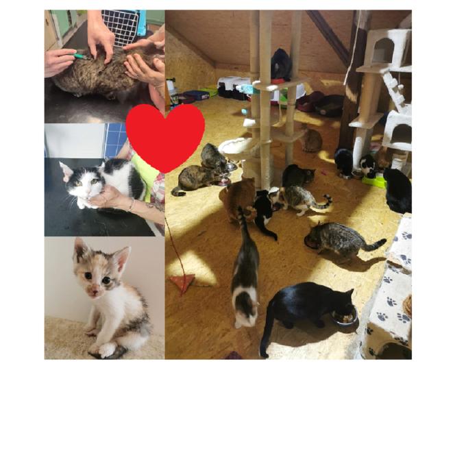 POMOC S ÚHRADOU OČKOVÁNÍ A VETERINÁRNÍ PÉČE