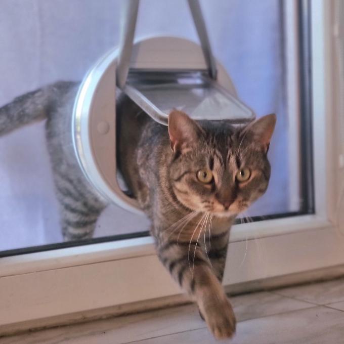 Vstup do voliéry pro FIV kocourky