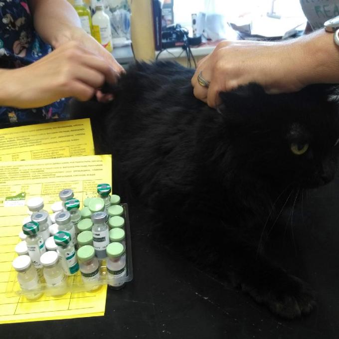 Očkování pro kočky