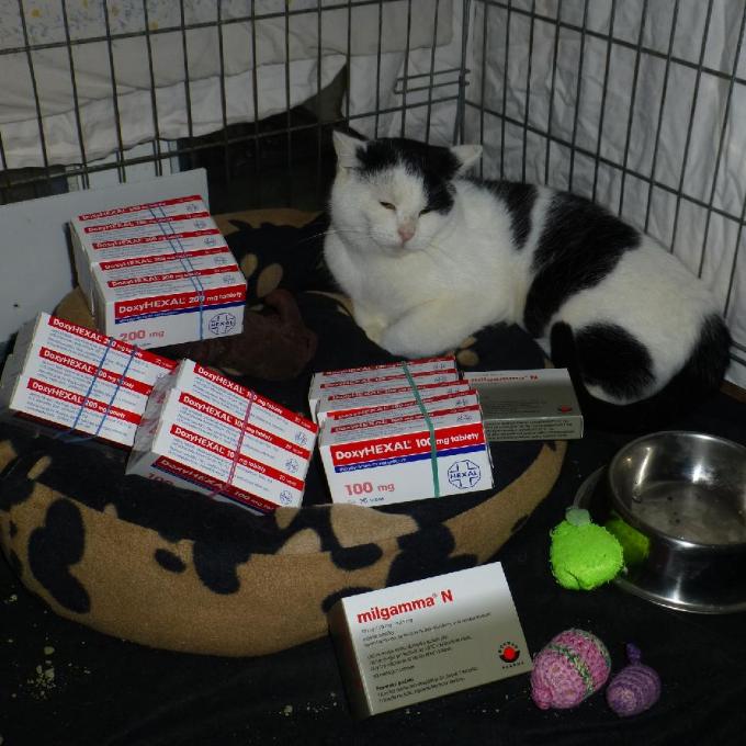 Antibiotika pro nemocné kočičky