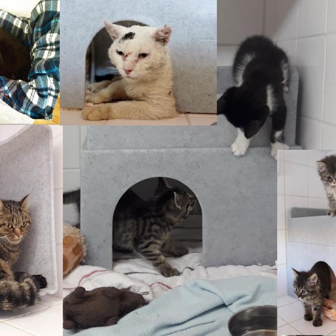15 kočko skrýší od Feline Fort®