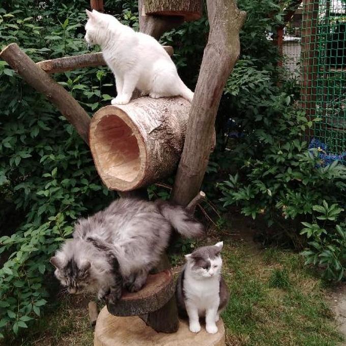 Kočičí strom do zahradní voliéry