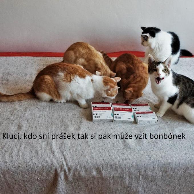 Odčervení