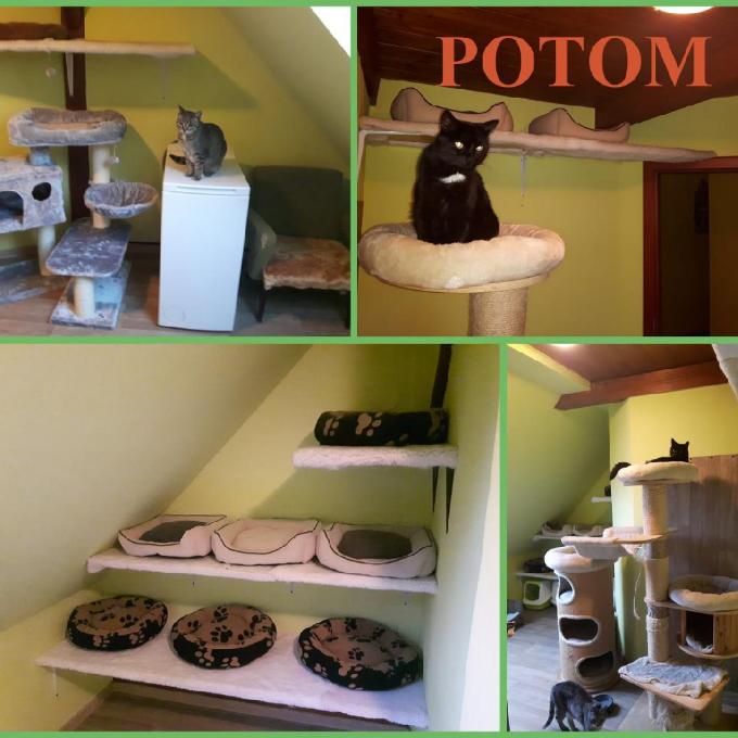 Rekonstrukce kočičího pokoje
