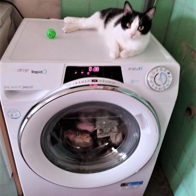 Pračka kočičkám Šance pro kočku