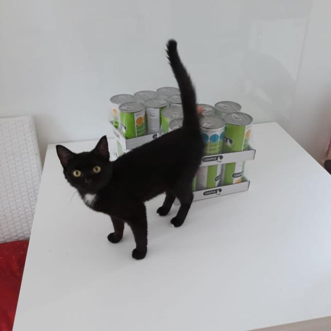 Václavka, alias Pokémon