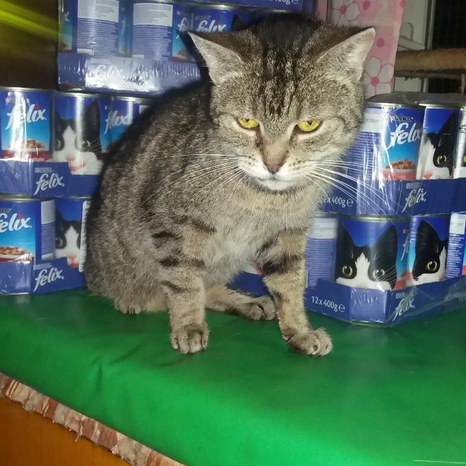 Jína