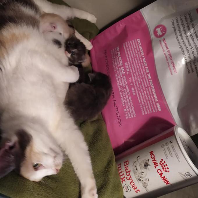 4 koťata od maminky Jarmilky