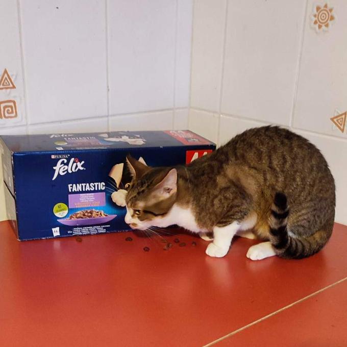 Vilík