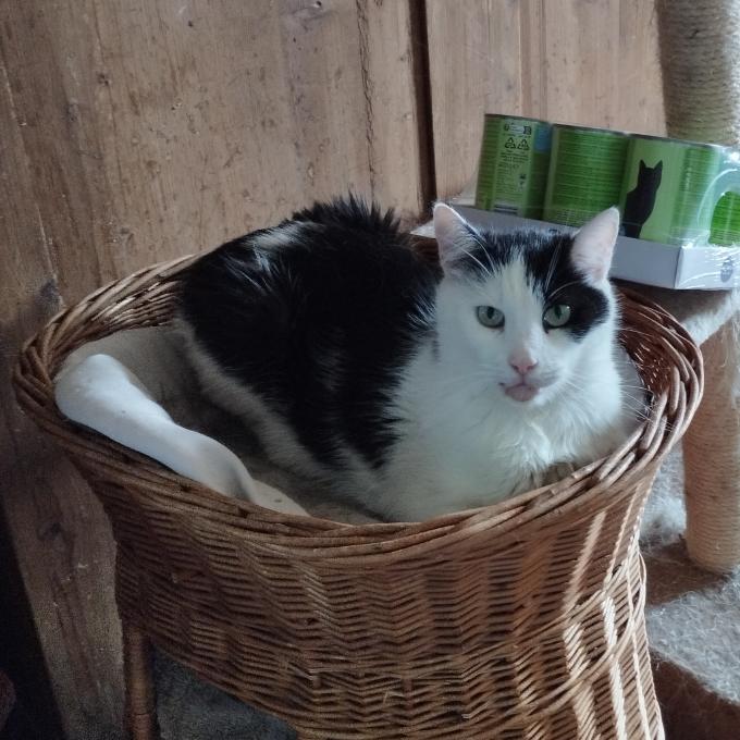 Jája