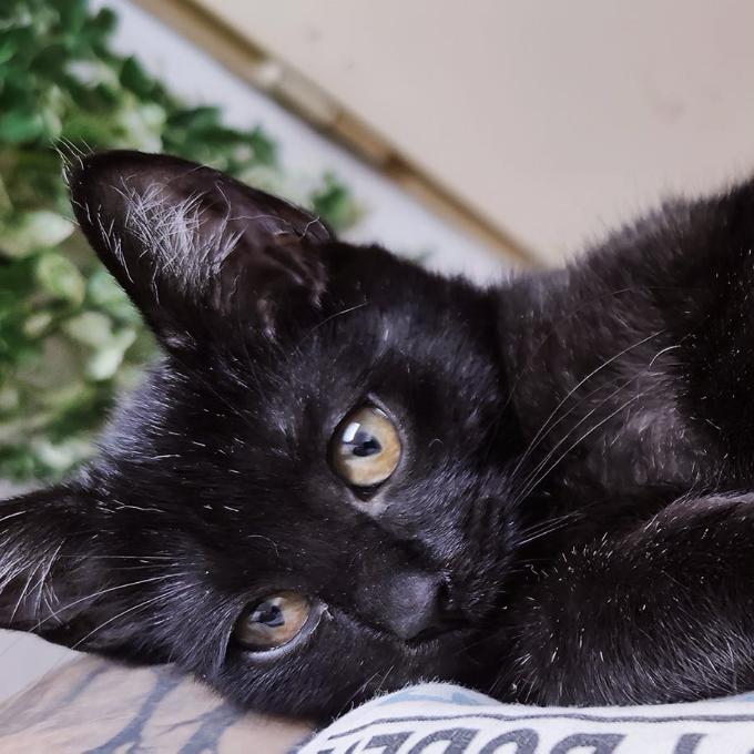 BBC z Rokytnice Kočičí přání