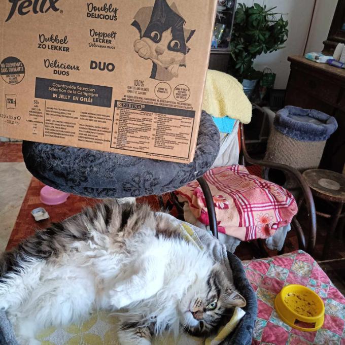 Merlin