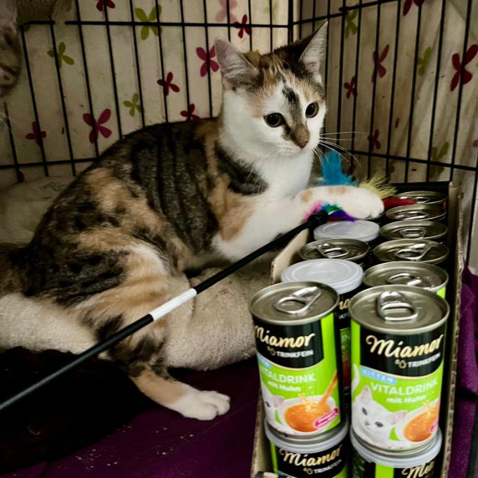 Sára