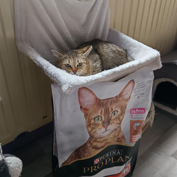 Miška
