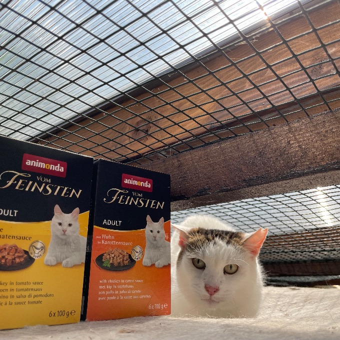 Míša