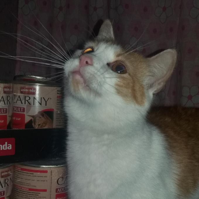 Oskar