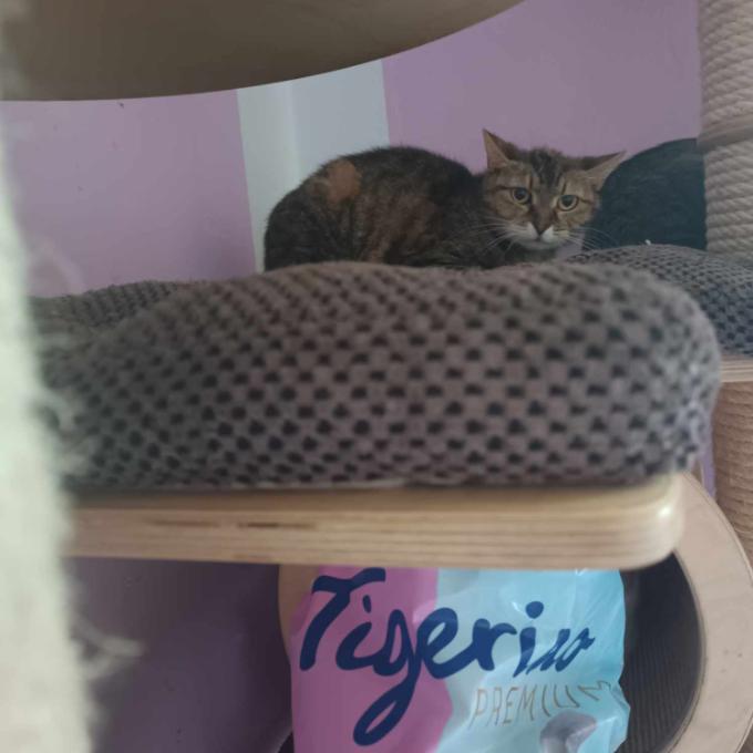 FeLV pozitivní Penelope