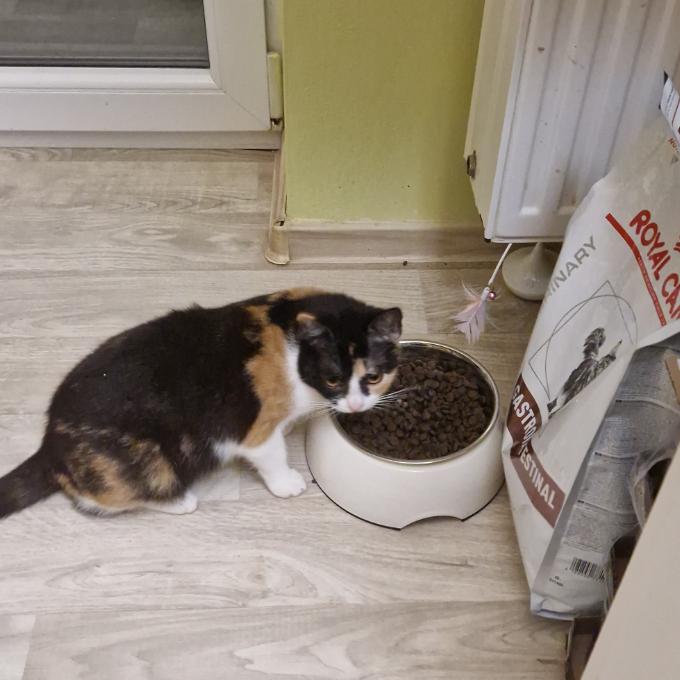 Sněhulka
